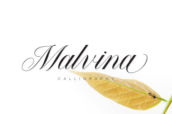 Malvina: The Calligraphy Font for Timeless Luxury